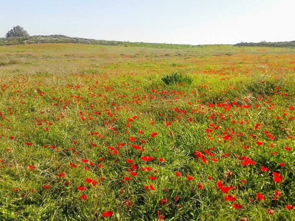 Экскурсия Филистимляне и Негев