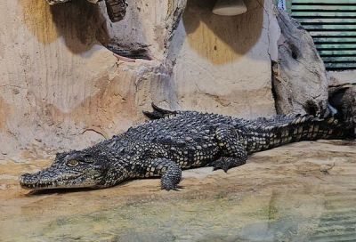 Библейский зоопарк в Иерусалиме