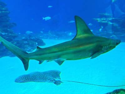 Детские экскурсии или чем занять ребенка в Израиле?