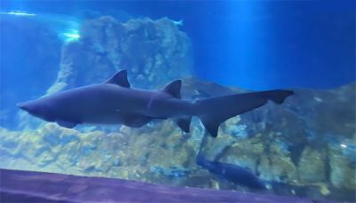 Океанариум в Иерусалиме